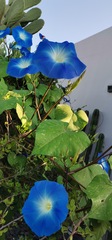 Ipomoea tricolor