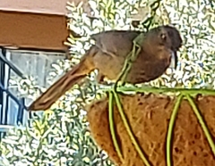 Toxostoma curvirostre