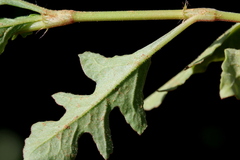 Oxygonum sinuatum