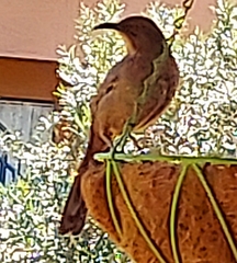 Toxostoma curvirostre