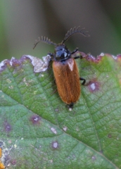 Drilus flavescens