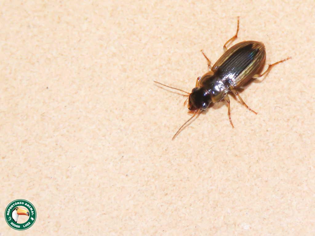 Amblygnathus suturalis