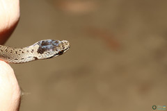 Coronella austriaca