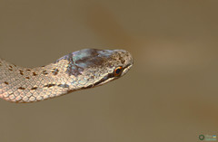 Coronella austriaca