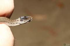 Coronella austriaca