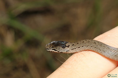 Coronella austriaca