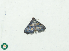 Oligostigmoides