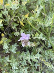 Syncolostemon elliottii