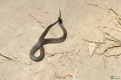Coronella austriaca