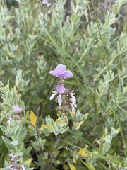 Syncolostemon elliottii