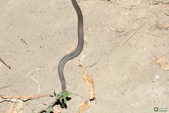 Coronella austriaca