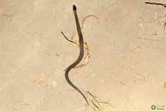 Coronella austriaca