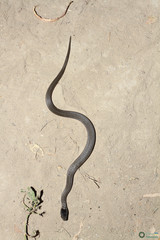 Coronella austriaca