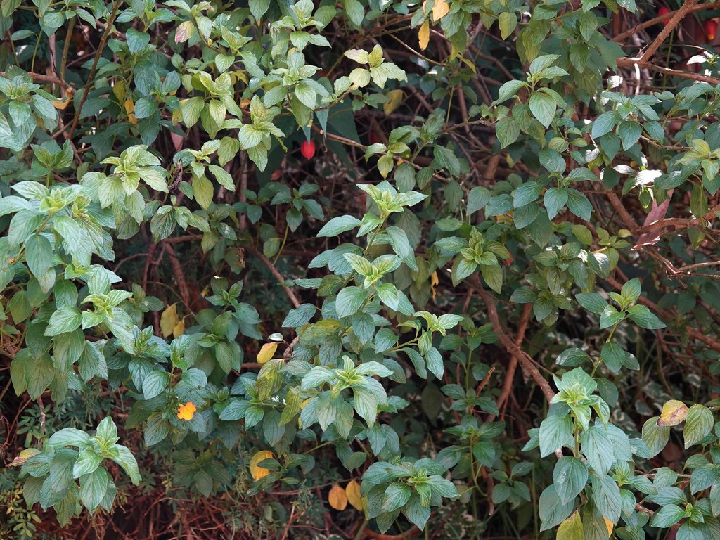 marmaladebush from Bosque Medina, Usaquén, Bogotá, Bogota, Colombia on