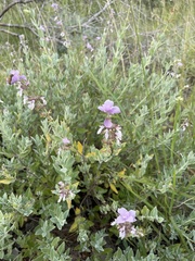 Syncolostemon elliottii