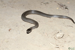 Coronella austriaca