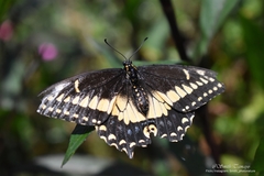 Papilio polyxenes americus