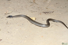 Coronella austriaca