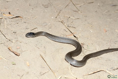Coronella austriaca