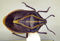 Rhombocoris regularis