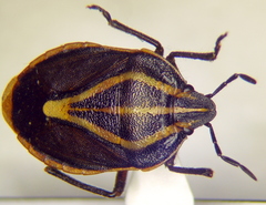 Rhombocoris regularis