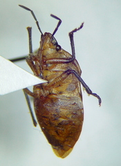Rhombocoris regularis
