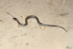 Coronella austriaca