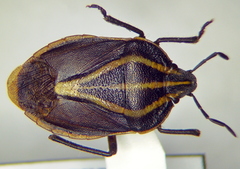 Rhombocoris regularis