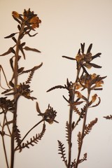 Pedicularis labradorica