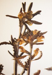 Pedicularis labradorica