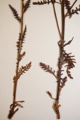 Pedicularis labradorica