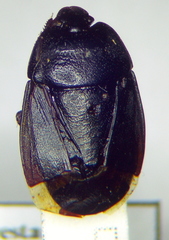 Sehirus ovatus