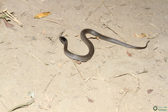 Coronella austriaca