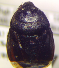 Sehirus ovatus