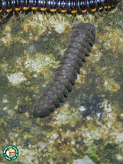 Cyrtodesmidae