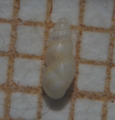 Onoba aculeus