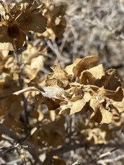 Asphondylia atriplicis
