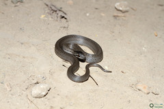 Coronella austriaca