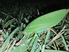 Zabalius ophthalmicus