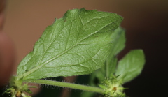 Acanthospermum hispidum