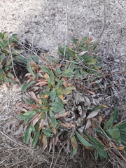 Limonium ovalifolium