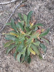 Limonium ovalifolium