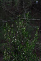 Erica brownleeae