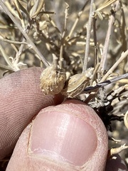 Neolasioptera willistoni