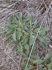 Limonium ovalifolium