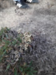 Limonium ovalifolium