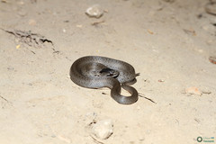 Coronella austriaca