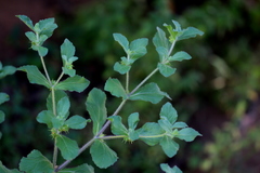 Acanthospermum hispidum