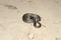 Coronella austriaca