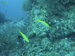 Caesio xanthonota
